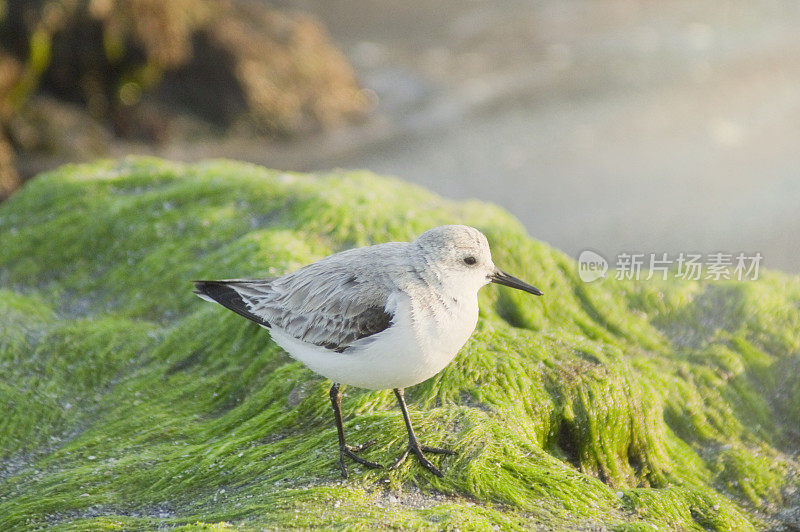 Sandling -在一块岩石上